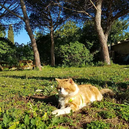 Bed & Breakfast Turtle Island